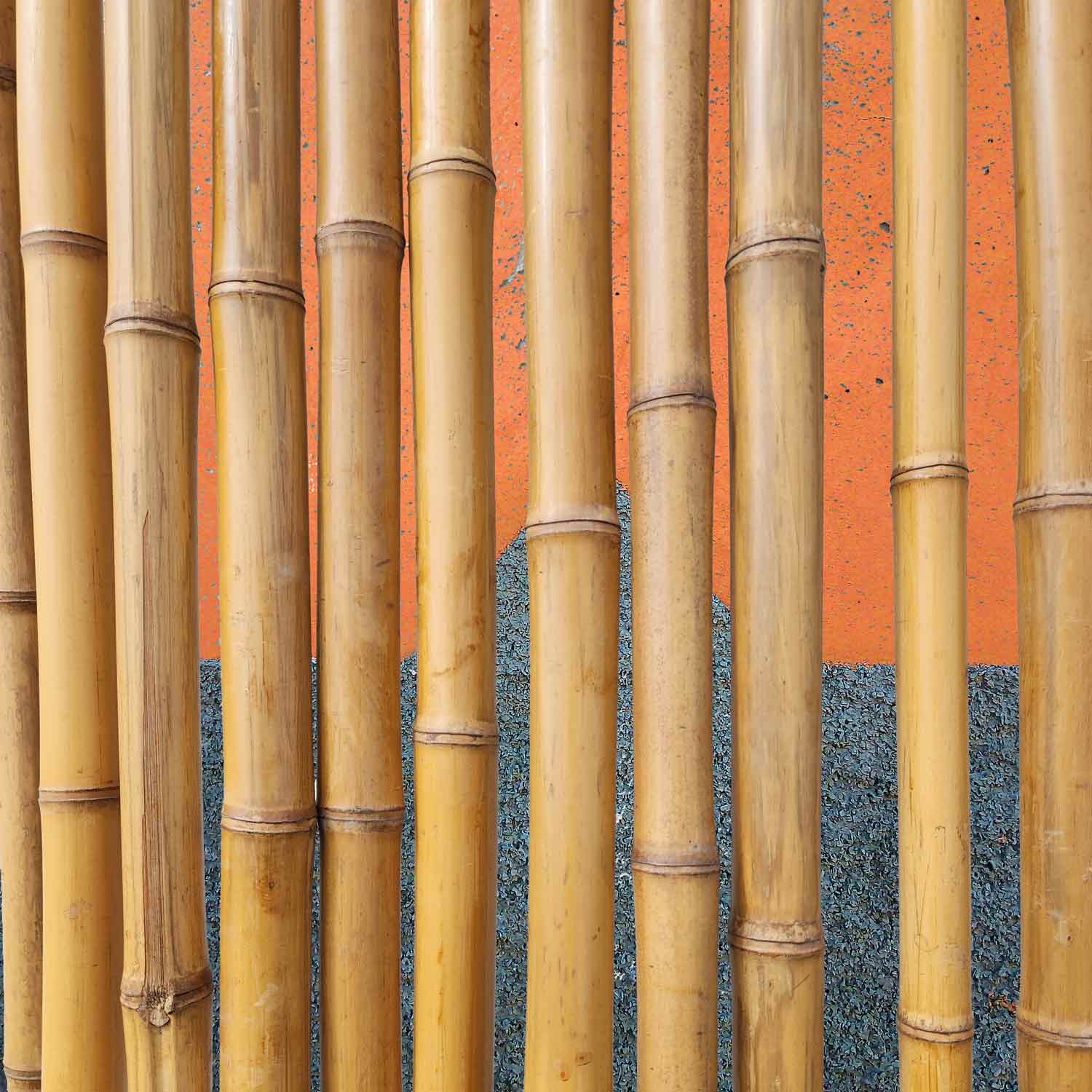 Polished Bamboo Poles 1 1/2" - 2" diameter x 8' long - Image 2